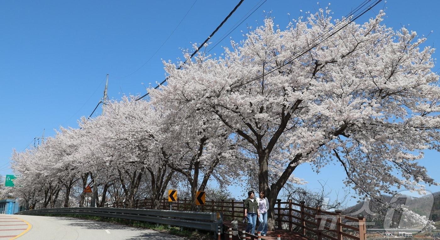 본문 이미지 - 7일 전북 임실군 옥정호 순환도로를 따라 만개한 벚꽃이 푸른 호수와 어우러져 장관을 이루고 있다. (임실군청 제공. 재판매 및 DB 금지) 2026.4.7 ⓒ 뉴스1 유경석 기자