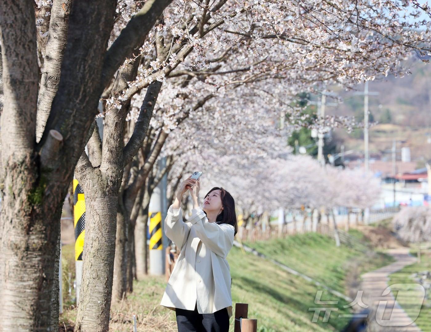 본문 이미지 - 7일 전북 임실군 임실천변에서 한 관광객이 화사하게 만개한 벚꽃 아래에서 셀카를 찍으며 봄 정취를 만끽하고 있다. (임실군청 제공. 재판매 및 DB 금지) 2026.4.7