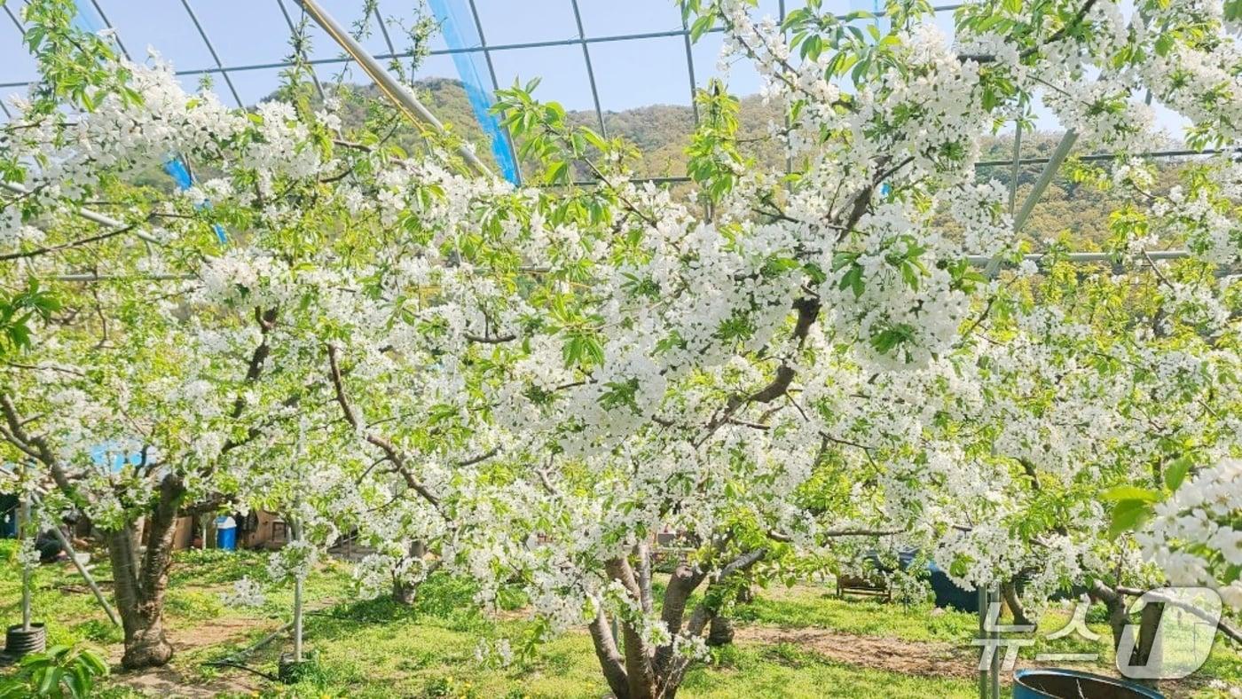 본문 이미지 - 증평군 율리 체리꽃.(증평군 제공. 재판매 및 DB금지)