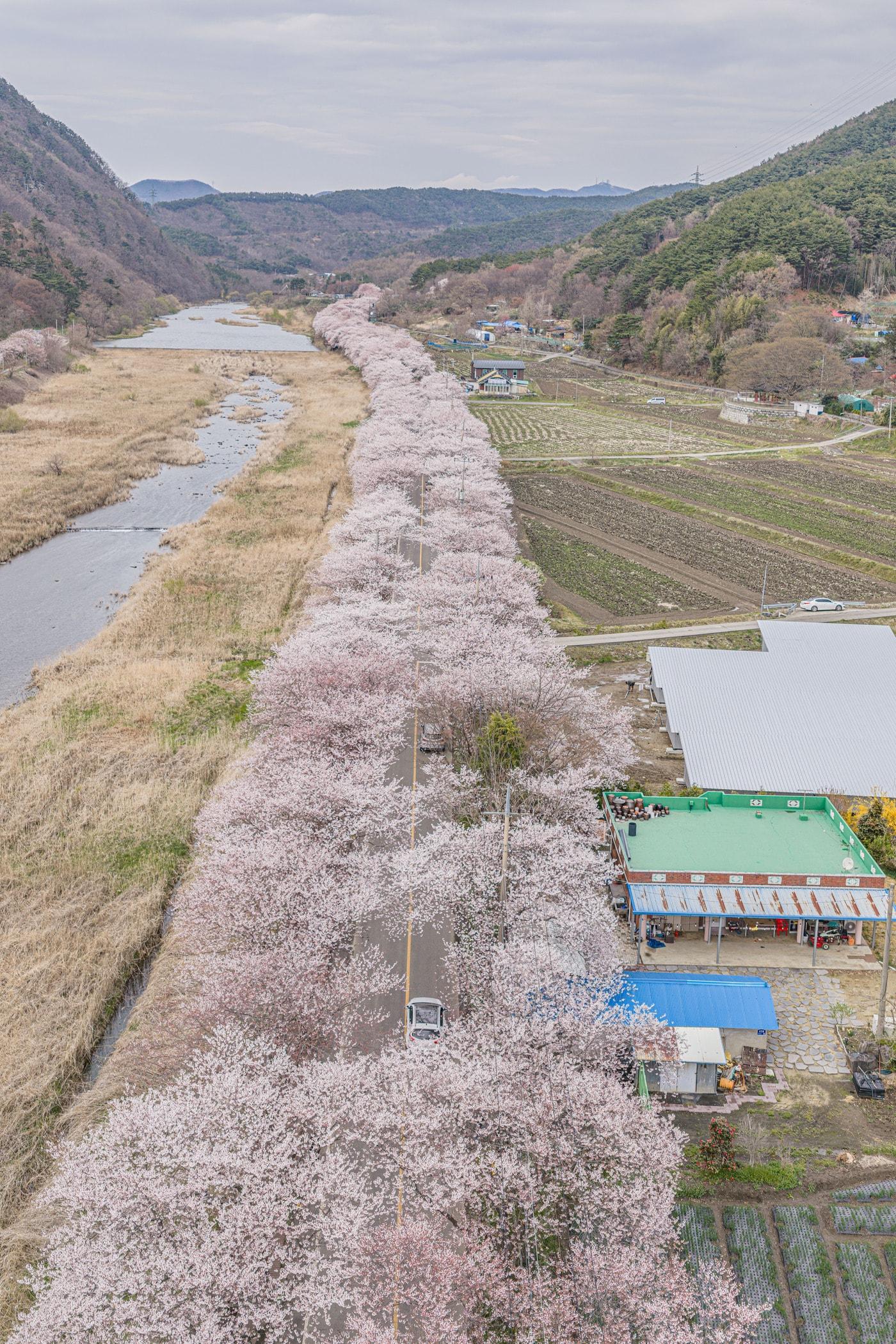 본문 이미지 - 최근 만개한 주산 벚꽃길 모습.(보령시 제공. 재판매 및 DB금지)/뉴스1