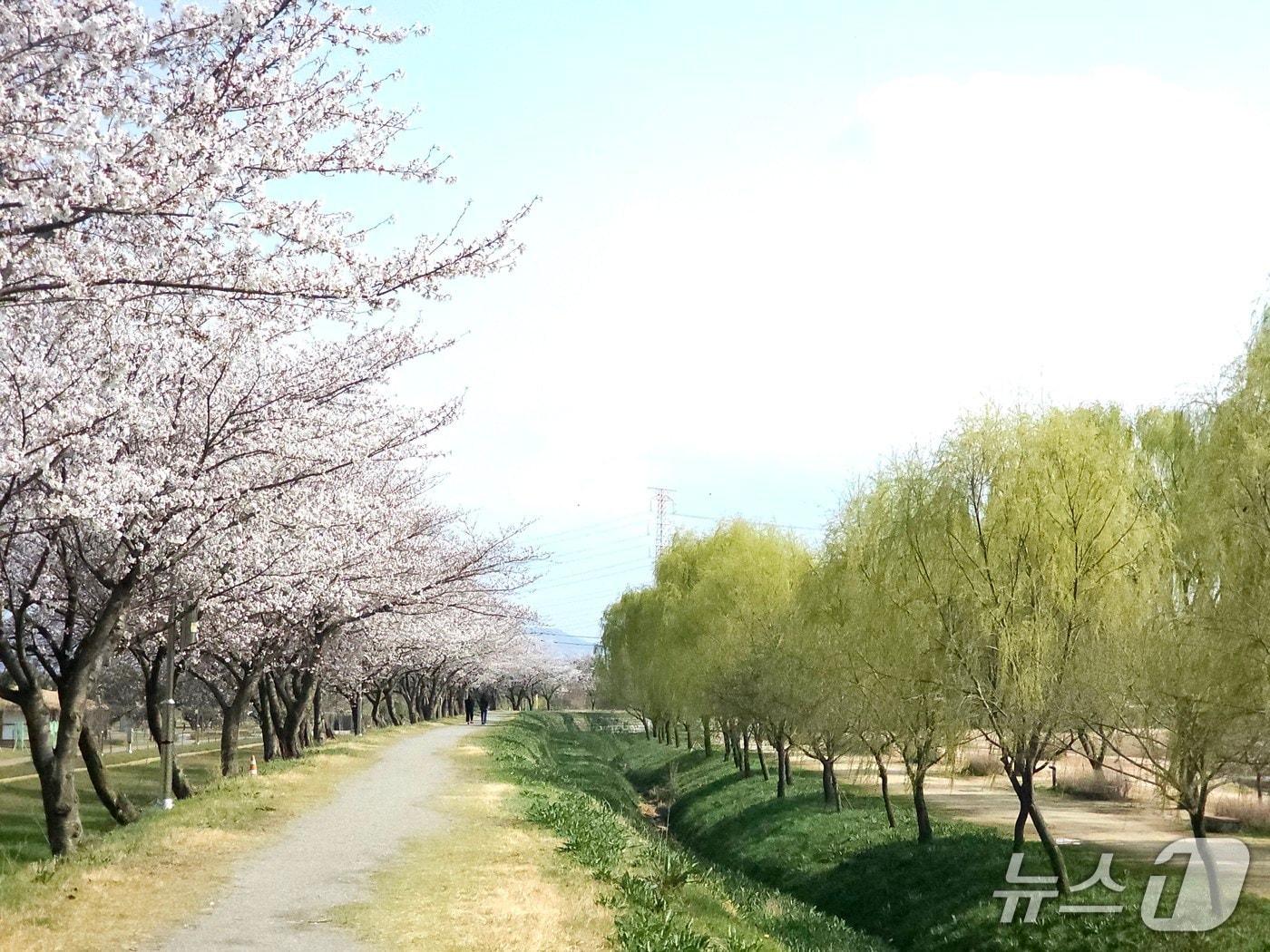 본문 이미지 - 당진 합덕제 버드나무 길 모습(당진시 제공. 재판매 및 DB금지)2026.4.8/뉴스1