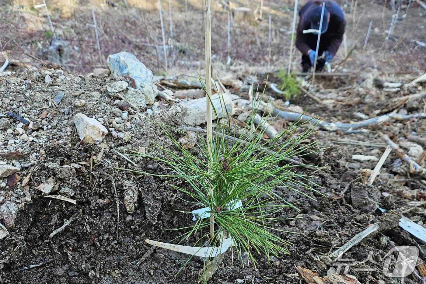 본문 이미지 - '내병성 소나무' 시범 식재 (산림청 국립산림과학원 제공.재판매 및 DB금지)/뉴스1