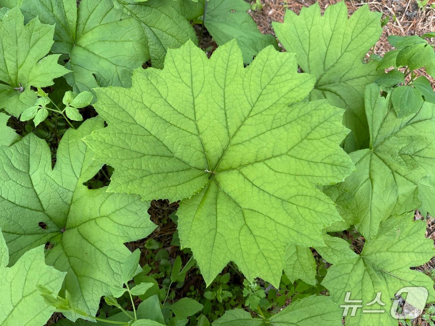본문 이미지 - 홍천 산채 본격 출하.(홍천군 제공. 재판매 및 DB금지)/뉴스1