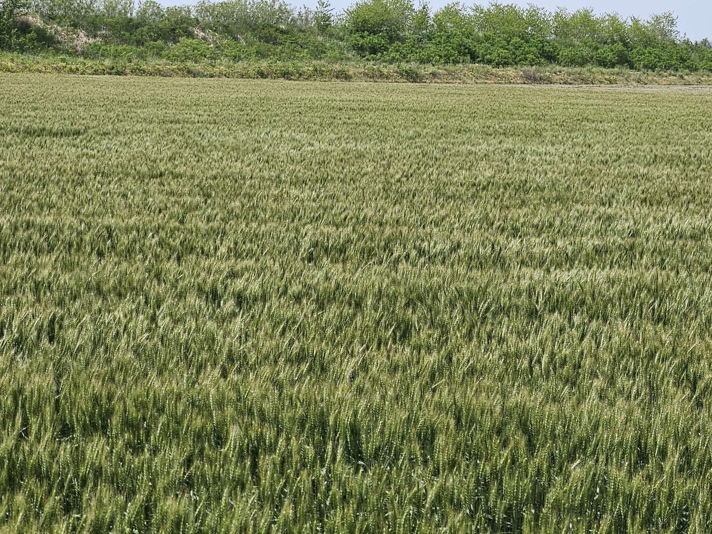 본문 이미지 -  서천군 일원 보리밭 전경.(군 제공. 재판매 및 DB금지)/뉴스1
