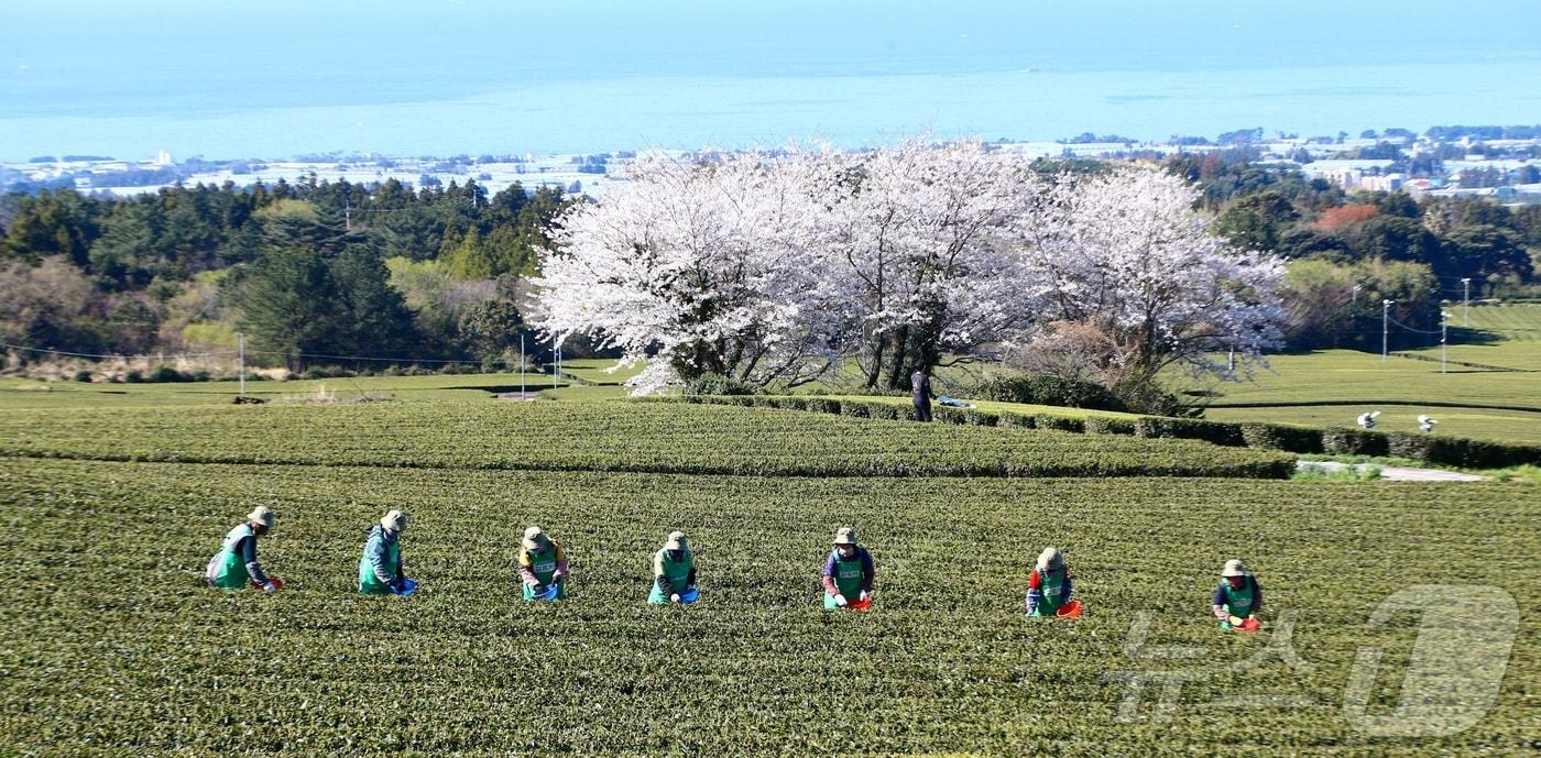 본문 이미지 - 제주 서귀포시 소재 오설록농장 차밭에서 관계자들이찻잎을 첫 수확하고 있다. ⓒ 뉴스1 홍수영 기자