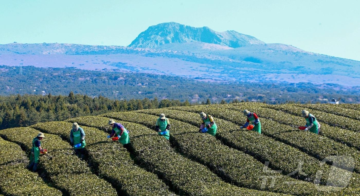 본문 이미지 - 8일 제주 서귀포시 소재 오설록농장 차밭에서 관계자들이 정성스럽게 키운 찻잎을 첫 수확하고 있다. (독자제공, 재판매 및 DB금지)2026.4.8 ⓒ 뉴스1