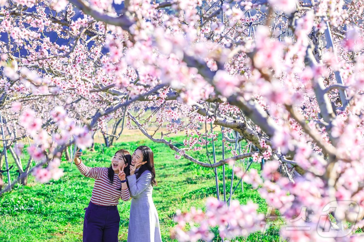본문 이미지 - 8일 경북 청도군 각남면 칠성리 한 복숭아 밭에 복사꽃이 만발한 가운데 봄 나들이 나선 시민들이 활짝 핀 봄꽃을 배경으로 사진을 찍으고 있다. (청도군 제공. 재판매 및 DB금지) 2026.4.8 ⓒ 뉴스1 정우용 기자