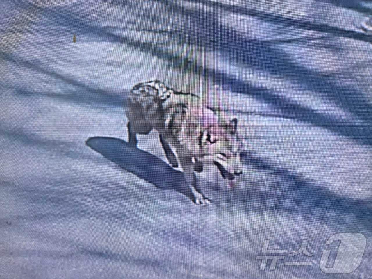 본문 이미지 - 8일 대전 오월드에서 탈출한 늑대 1마리가 대전 도심을 배회하는 모습 (대전소방본부 제공. 재판매 및 DB금지) 2026.4.8 