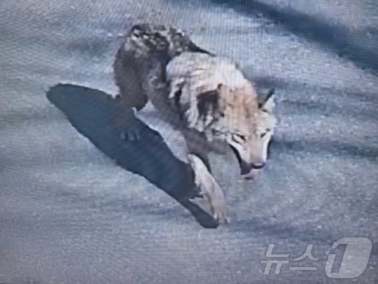 본문 이미지 - 8일 대전 오월드에서 탈출한 늑대 1마리가 대전 도심에서 목격되고 있다. 현재소방, 경찰, 오월드, 금강유역환경청, 엽사 등이 수색 및 포획 작업을 하고 있다. (대전소방본부 제공. 재판매 및 DB금지) 2026.4.8 ⓒ 뉴스1 김기태 기자