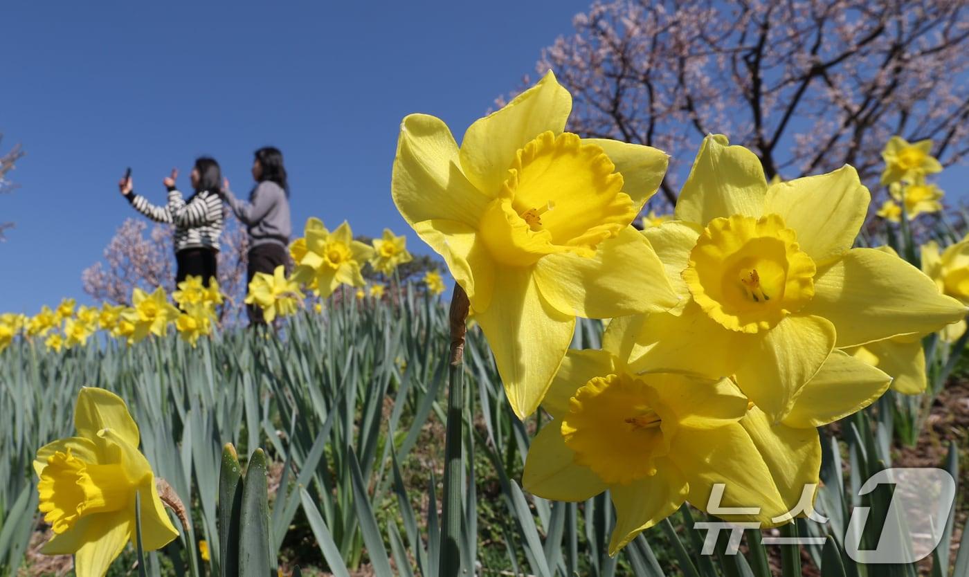 본문 이미지 - 화창한 봄날씨를 보인 8일 경기 용인시 처인구 에버랜드 하늘정원길에서 바라본 에버랜드 일대가 벚꽃, 매화, 수선화를 비롯한 봄꽃들로 만개해 있다. 2026.4.8 ⓒ 뉴스1 김영운 기자