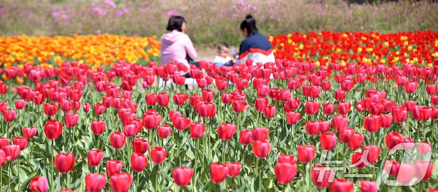 본문 이미지 - 부산 북구 화명생태공원을 찾은 시민들이 형형색색 활짝 핀 튤립을 구경하고 있다. 2026.4.8 ⓒ 뉴스1 윤일지 기자
