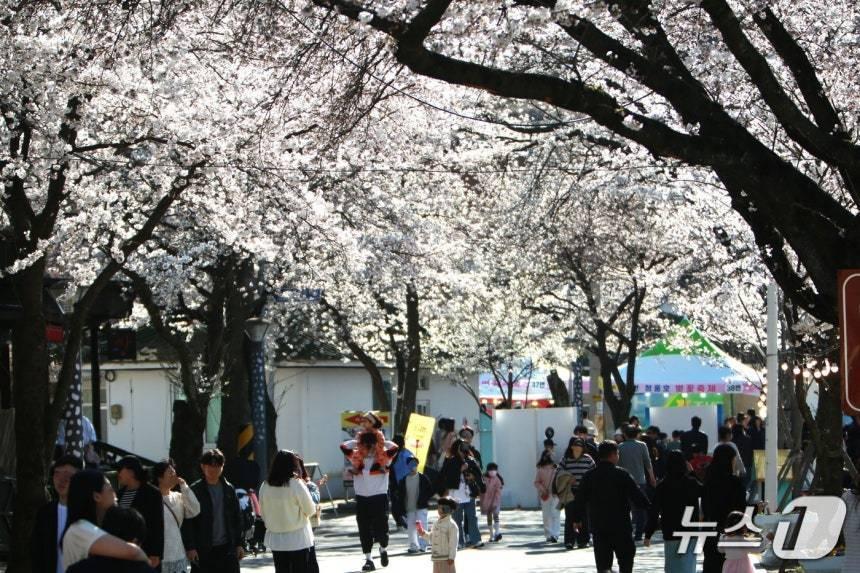 본문 이미지 -  지난 주말인 5일 충북 제천시 청풍면 물태리 일원에 벚꽃이 개화해 나들이객들이 봄을 즐기고 있다. /뉴스1 손도언 기자