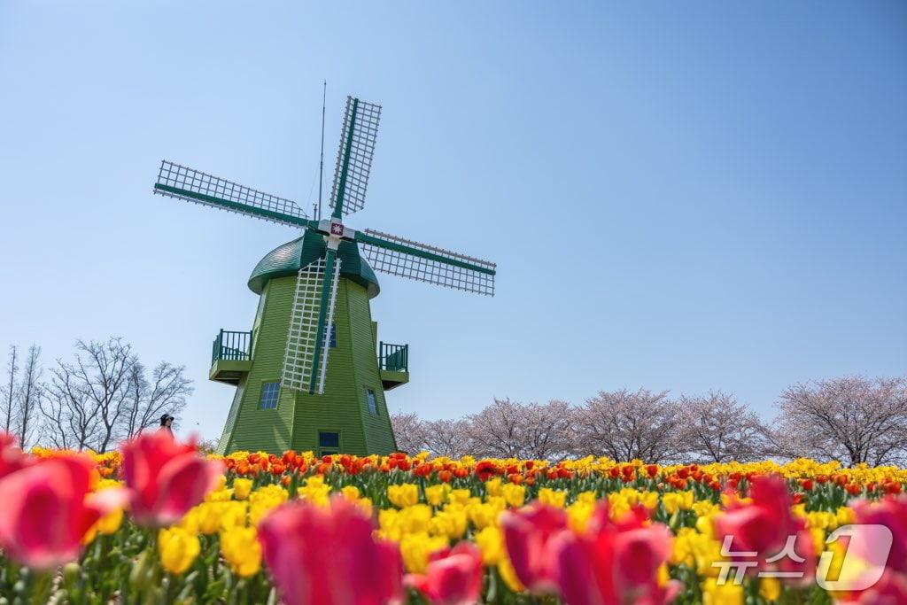 본문 이미지 -  150만 송이의 튤립이 만개한 순천만국가정원내 네덜란드 정원(순천시 제공)
