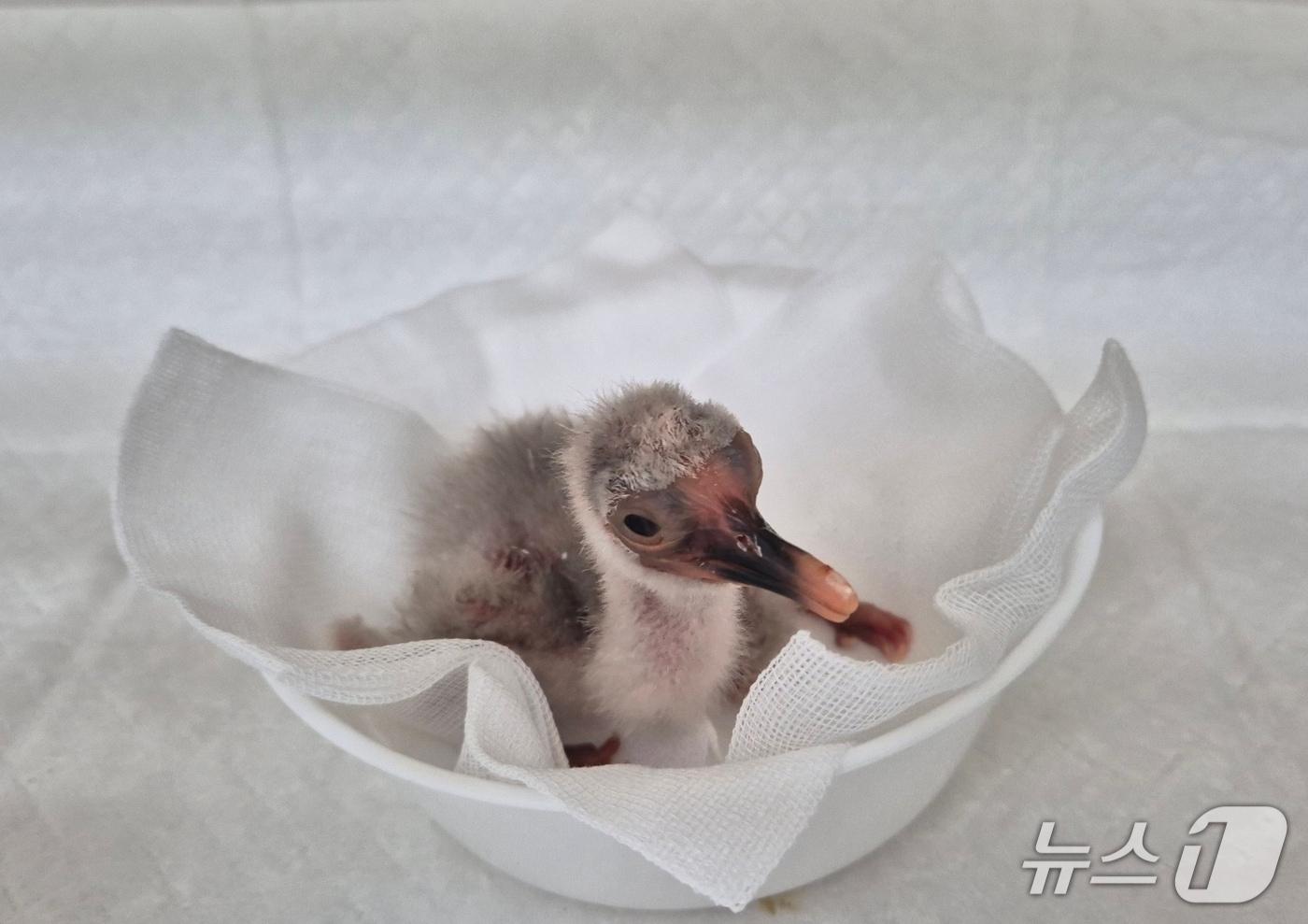 본문 이미지 - 지난 6일 창녕군 장마 분산센터에서 부화한 천연기념물 따오기.(창녕군 제공. 재판매 및 DB금지)