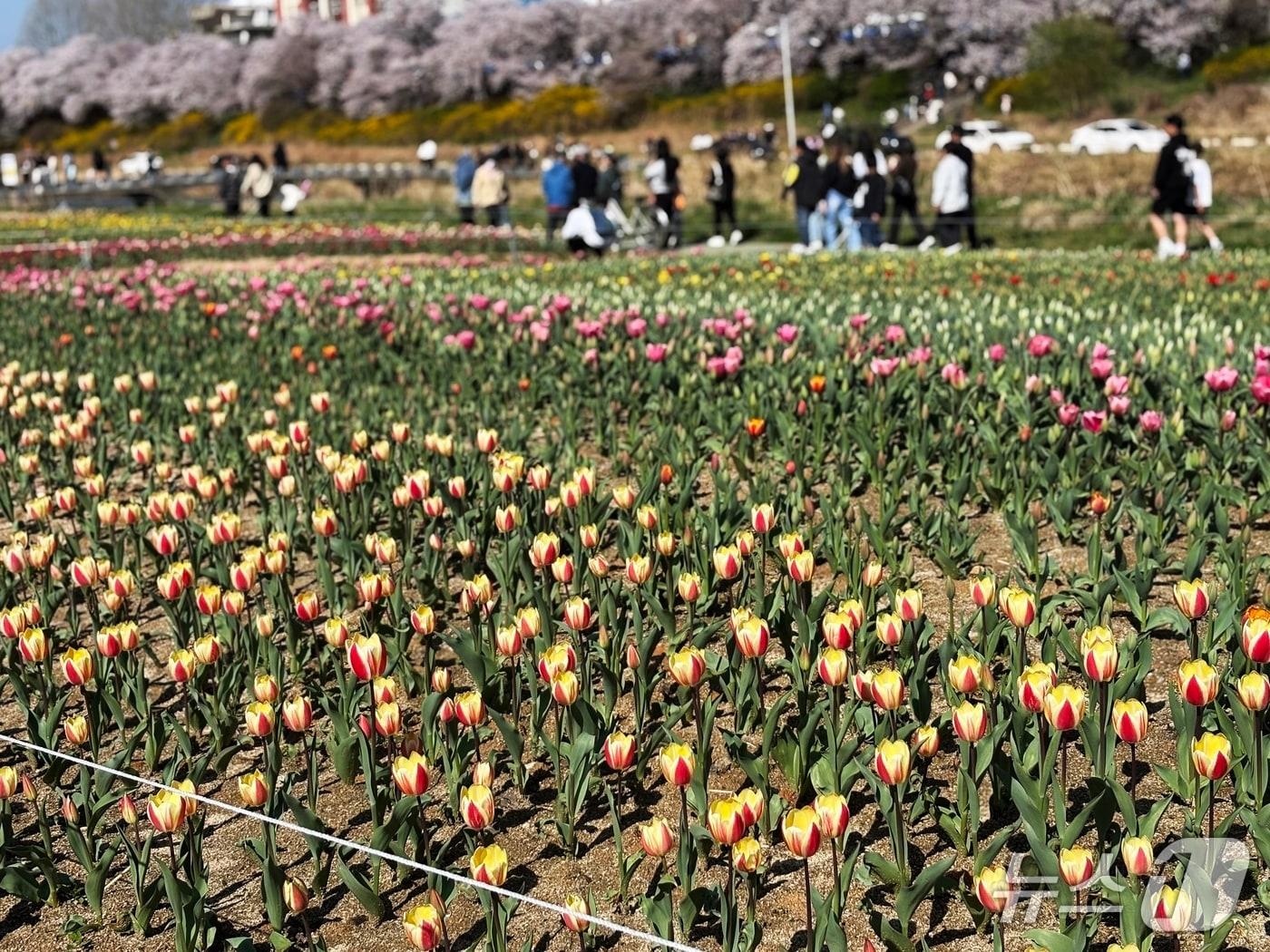 본문 이미지 - 청주시 무심천 튤립정원.(시 제공. 재판매 및 DB금지)