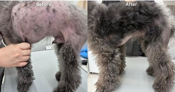 본문 이미지 - 원인 불명의 탈모증을 겪던 푸들의 치료 전 후 모습(라퓨클레르 동물피부클리닉 제공) ⓒ 뉴스1