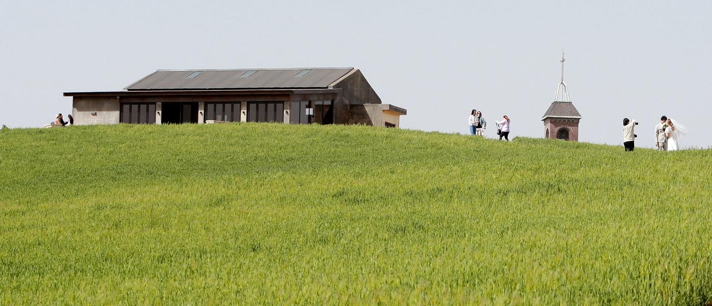 본문 이미지 - 천북면 청보리밭.(보령시 제공. 재판매 및 DB금지)/뉴스1 