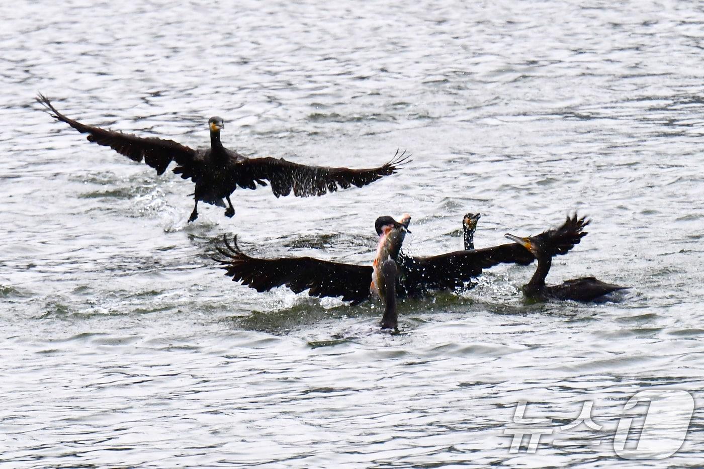본문 이미지 - 9일 오전 경북 포항시 남구 형산강에서 가마우지들이 물고기 사냥을 하고 있다. 2026.4.9 ⓒ 뉴스1 최창호 기자