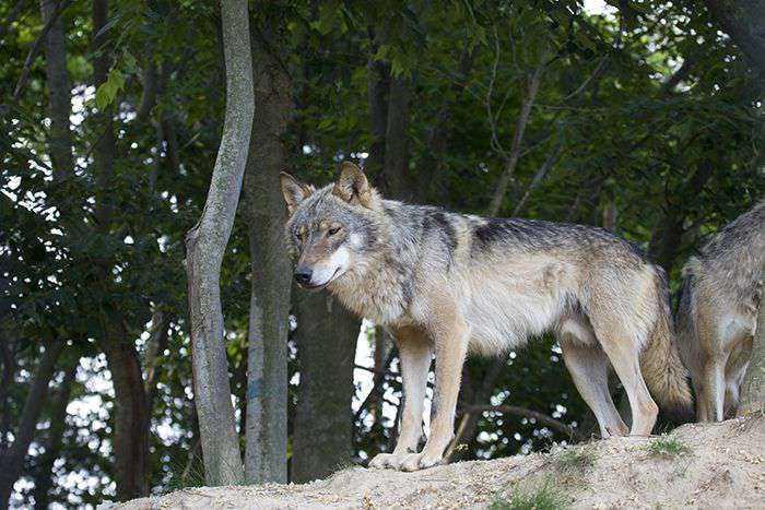 본문 이미지 - 대전 오월드는 홈페이지를 통해 주랜드 사파리에서 사라져가는 한국늑대를 국내에서 유일하게 관람할 수 있다고 홍보하고 있다(오월드 홈페이지). ⓒ 뉴스1