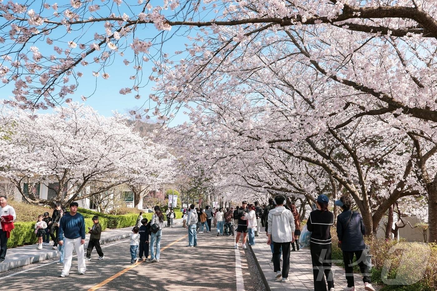 본문 이미지 - 2026 영암왕인문화 축제 (영암군 제공. 재판매 및 DB금지) ⓒ 뉴스1 