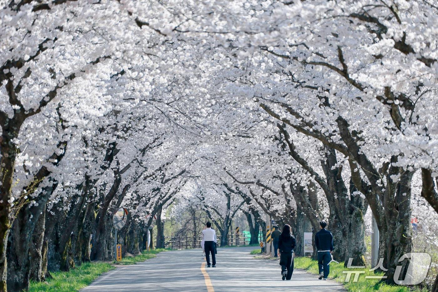 본문 이미지 - 경북 경주시 암곡동에 벚꽃엔딩을 즐기려는 관광객들의 발길이 늘고 있다. (경주시 제공, 재판매 및 DB금지) 2026.4.9/뉴스1