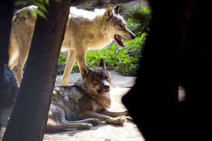 본문 이미지 - 오월드 늑대(오월드 홈페이지 갈무리) ⓒ 뉴스1