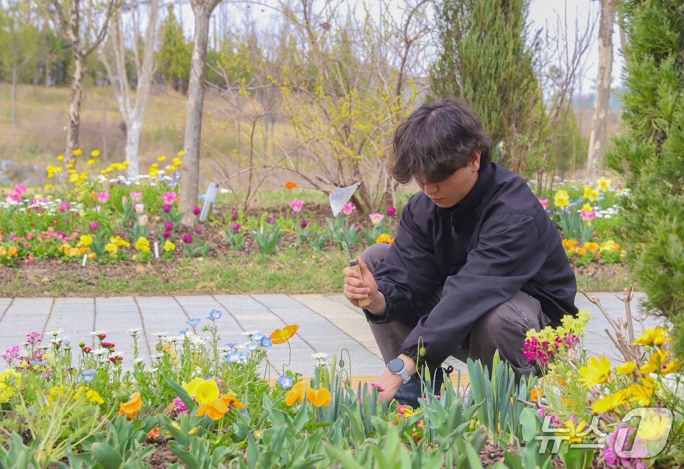 본문 이미지 - 국립세종수목원 직원들이 꽃길 조성 작업을 하고 있다. (한국수목원정원관리원 제공.재판매 및 DB금지)/뉴스1