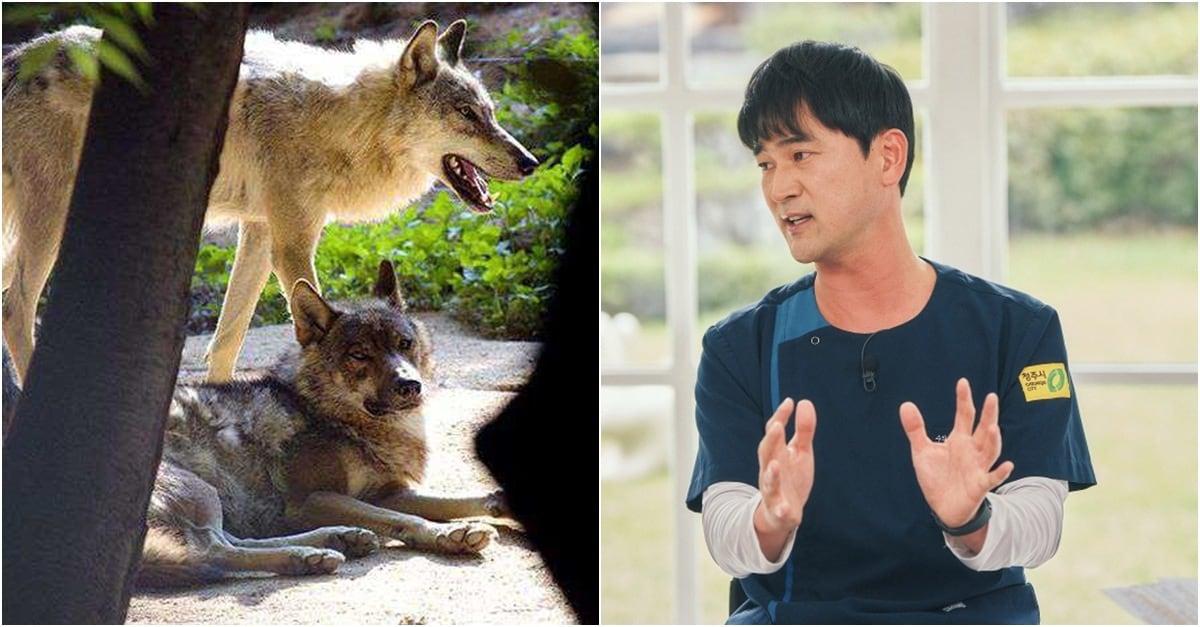 본문 이미지 - 김정호 청주동물원 진료사육팀장(수의사)은 뉴스1에 이번 탈출 개체 '늑구'가 인공포육된 늑대라는 점에 주목해야 한다고 강조했다(대전 오월드 홈페이지, tvN). ⓒ 뉴스1