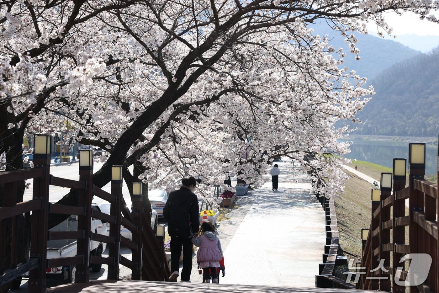 본문 이미지 -  단양강변 벚꽃길.(단양군 제공. 재판매 및 DB금지)