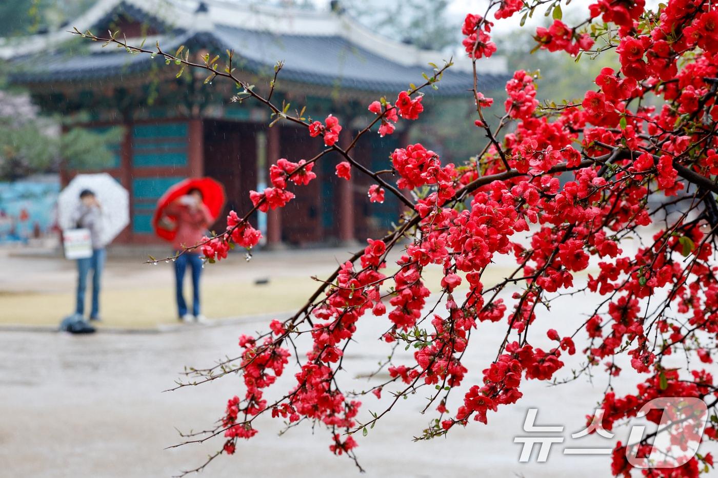본문 이미지 - 전국에 봄비가 내리는 9일 오후 서울 중구 덕수궁을 찾은 시민들이 명자나무 꽃을 보고 있다. 2026.4.9 ⓒ 뉴스1 안은나 기자