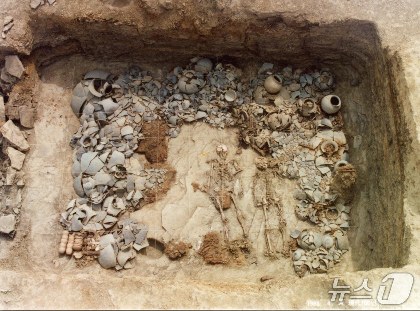 본문 이미지 - 경산 압독국 조영동 고분군 인골 발굴 장면(경산시 제공. 재판매 및 DB금지)/뉴스1