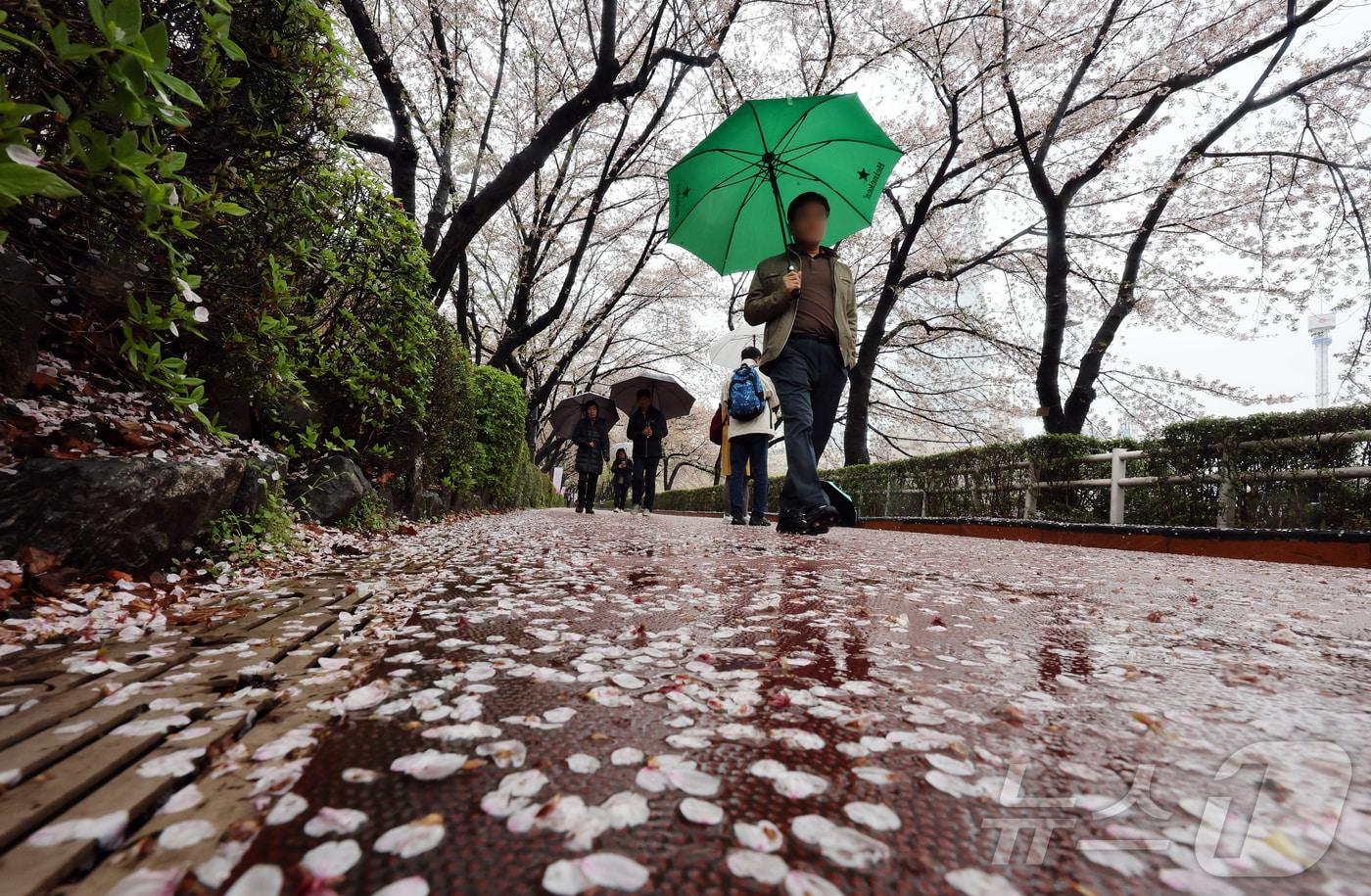 본문 이미지 - 봄비가 내린 9일 오후 서울 송파구 석촌호수를 찾은 시민들이 벚꽃잎이 떨어진 산책로를 따라 걷고 있다. 2026.4.9 ⓒ 뉴스1 김진환 기자