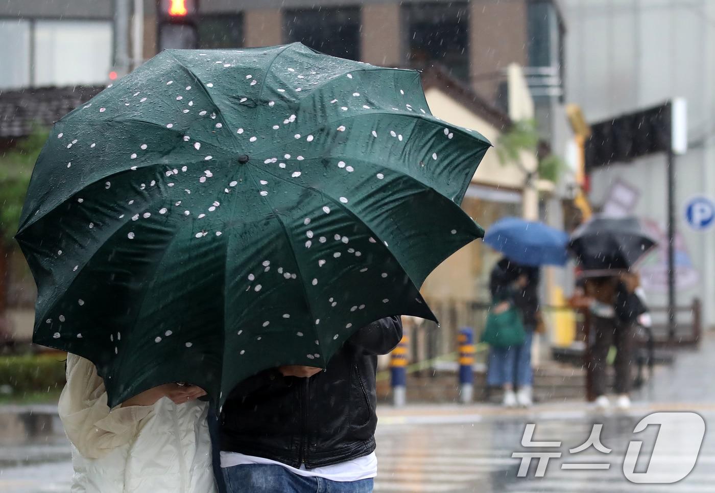본문 이미지 - 전국적으로 비가 내리는 9일 오후 부산 해운대해수욕장 인근에서 외국인 관광객이 든 우산에 강풍에 떨어진 벚꽃잎이 붙어 있다. 2026.4.9 ⓒ 뉴스1 윤일지 기자