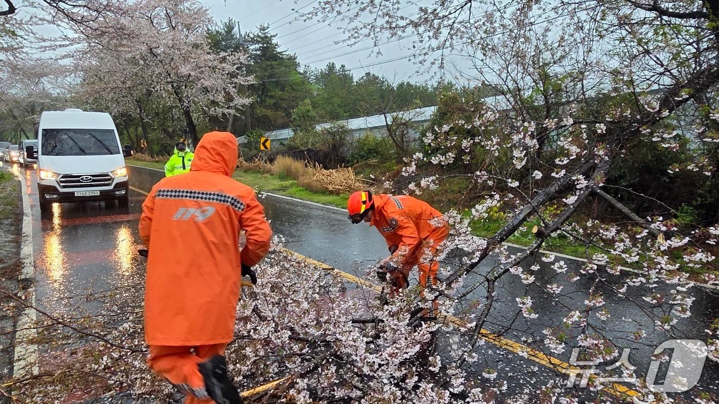 본문 이미지 - 강풍에 쓰러진 벚나무(제주소방본부 제공. 재판매 및 DB금지)/뉴스1
