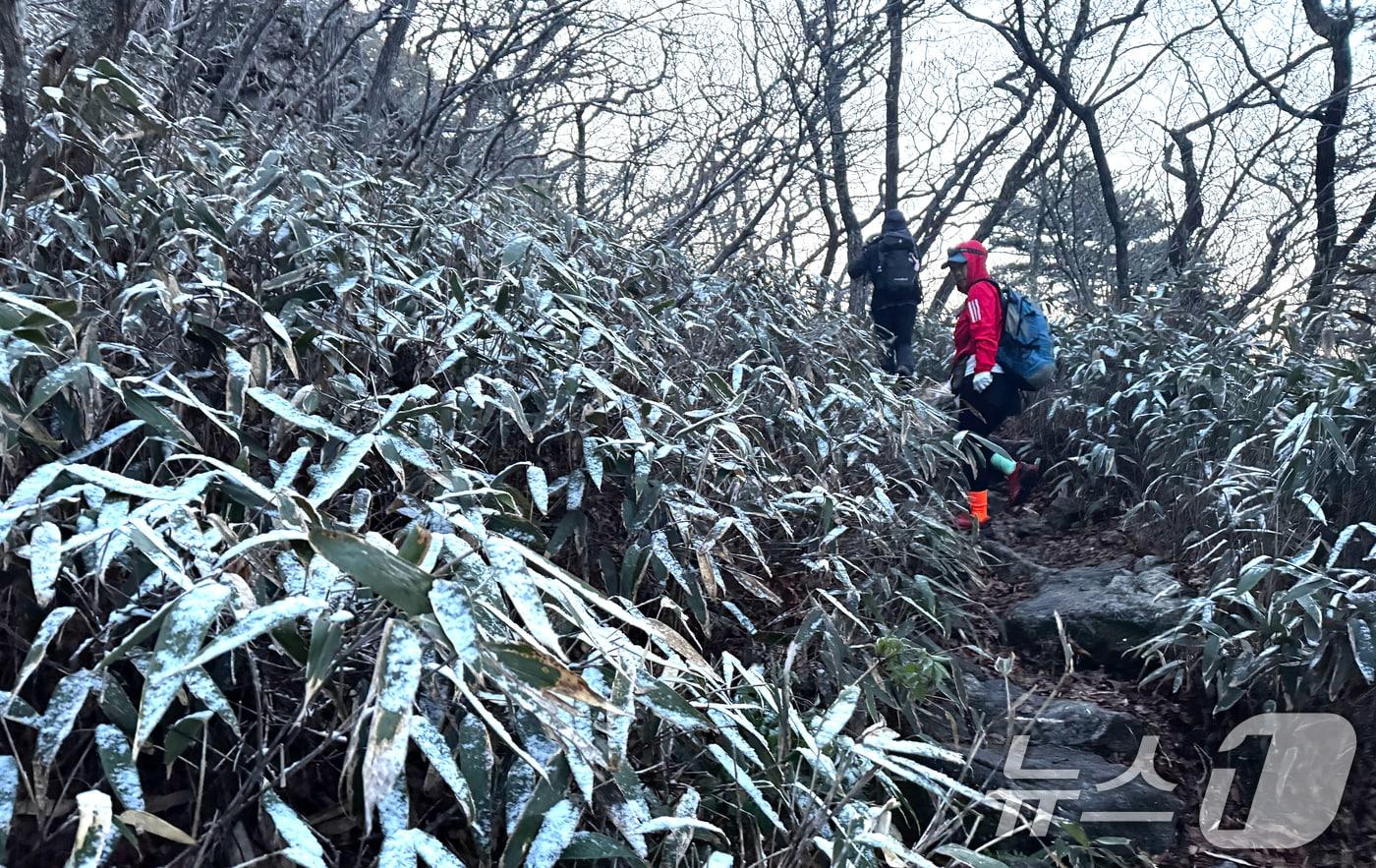 본문 이미지 - 신록의 5월 첫날인 1일 전남 구례군 지리산 조릿대 군락지에 눈이 쌓여 이색적인 모습을 보이고 있다. 2026.5.1 ⓒ 뉴스1 김명섭 기자