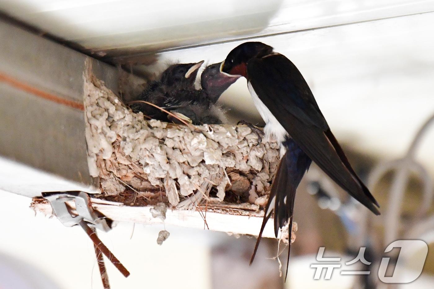 본문 이미지 - 11일 오전 경북 포항시 북구 영일대북부시장 상가 처마 밑에 둥지를 튼 제비가 새끼들에게 먹잇감을 물어다고 주고 있다. 2026.5.11 ⓒ 뉴스1 최창호 기자