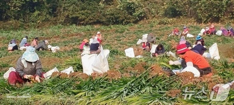 본문 이미지 - 계절근로자 현장 활동 모습(당진시 제공. 재판매 및 DB금지)2026.5.11/뉴스1