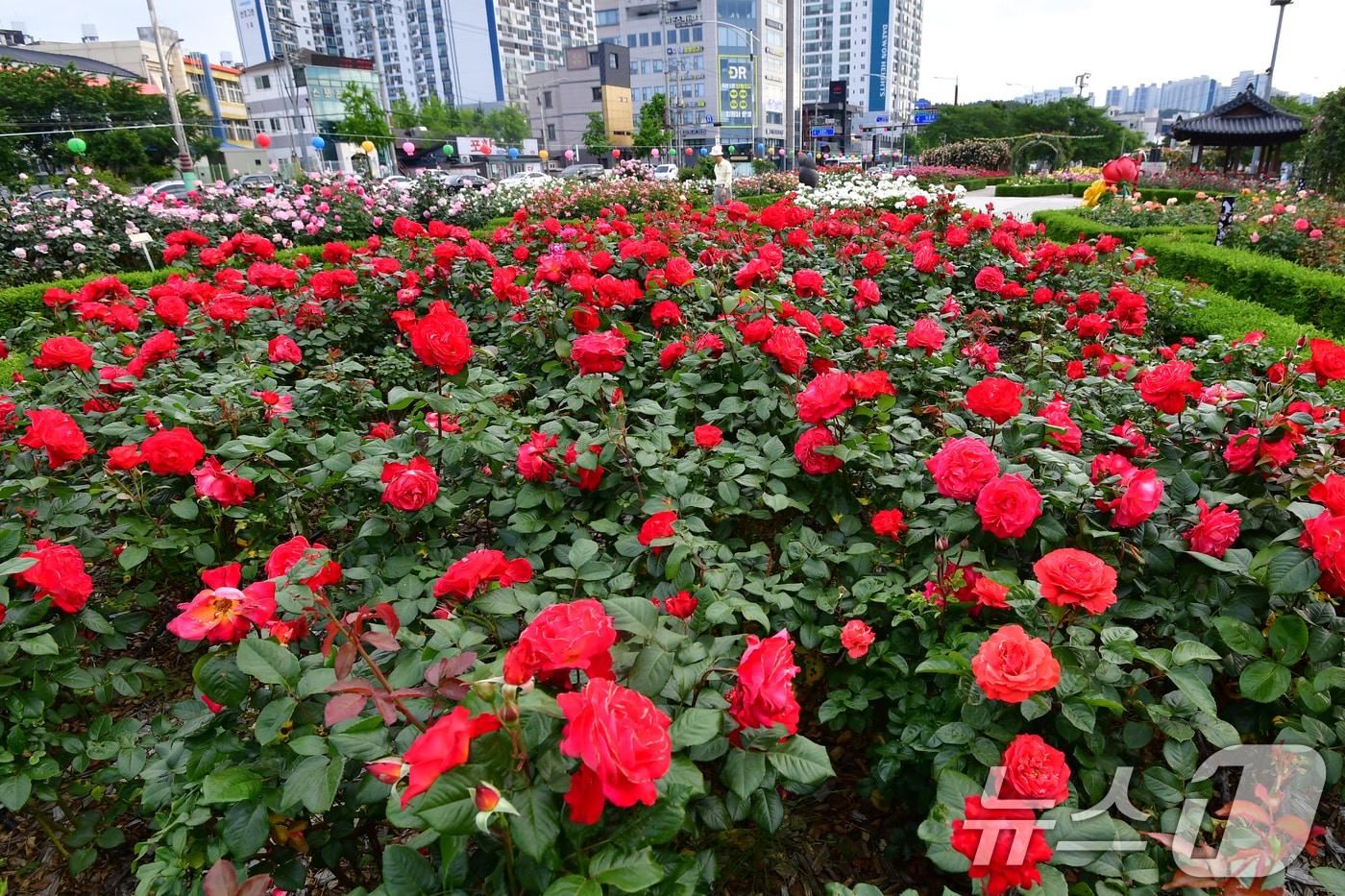 본문 이미지 - 12일 경북 포항시 북구 영일대해상공원에 조성된 장미원에서 시민들이 활짝 핀 장미꽃길 사이로 산책하고 있다. 2026.5.12 ⓒ 뉴스1 최창호 기자