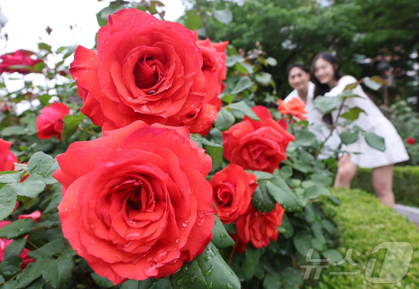 본문 이미지 - 제18회 중랑 서울장미축제 개막을 앞둔 12일 서울 중랑구 중랑장미카페 인근에서 시민들이 기념촬영을 하고 있다. 제18회 중랑 서울장미축제는 15일 개막한다. 2026.5.12 ⓒ 뉴스1 김성진 기자