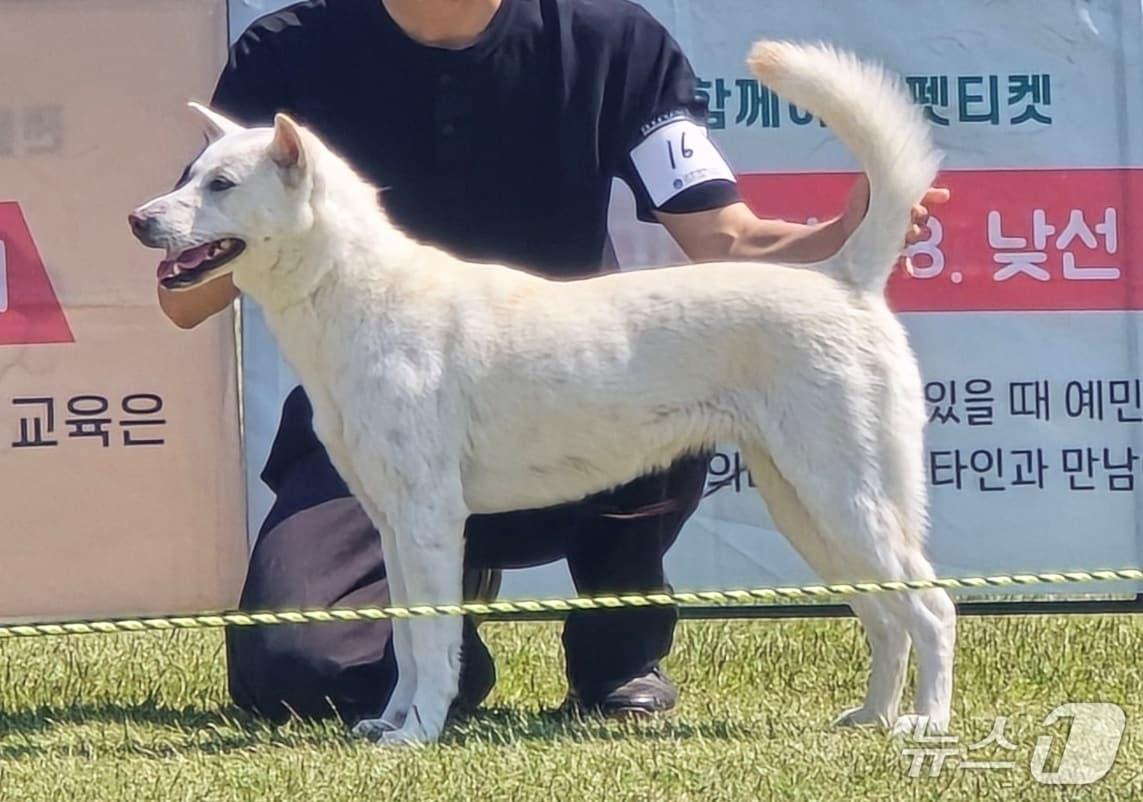 본문 이미지 - '2026 코리아 도그스포츠대회 및 코리아 진도견 스페셜티쇼'가 9일 화성시민대학에서 열렸다(KCMC문화원 제공). ⓒ 뉴스1