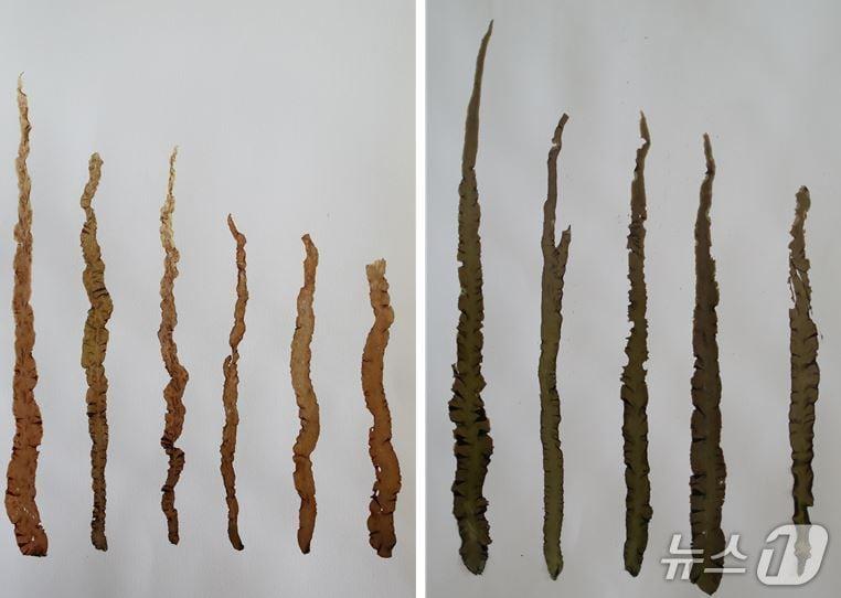 본문 이미지 - 곱창김(잇바디돌김)과 단김(청곱창김) 비교(해양수산부 제공)