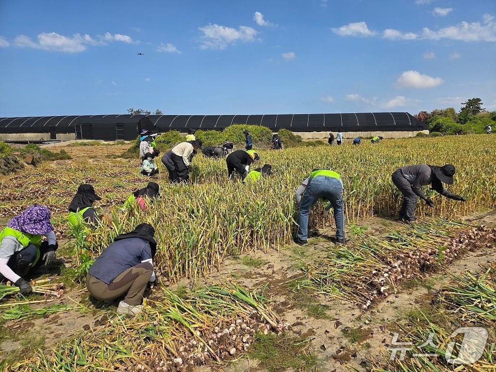 본문 이미지 - 14일 제주 서귀포시 대정읍 마늘밭에서 진행된 일손 돕기.(제주농협 제공. 재판매 및 DB 금지)