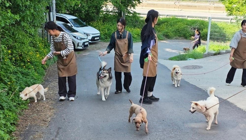 본문 이미지 - 시몬스 직원들이 동물자유연대 온독 센터에서 산책 봉사를 하고 있다. ⓒ 뉴스1
