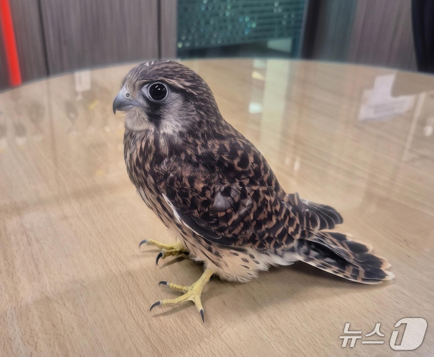 본문 이미지 - 천연기념물인 황조롱이 한마리가 지난 13일 경북 포항시 북구 양덕동의 아파트 상가에 있는 정육점에서 포획됐다.(포항북부소방서 제공, 재판매 및 DB금지) 2026.5.14/뉴스1 