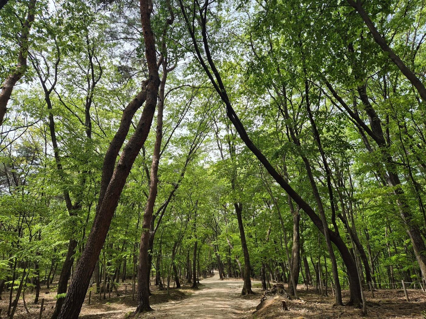본문 이미지 - 구리 동구릉 숲길(국가유산청 제공)