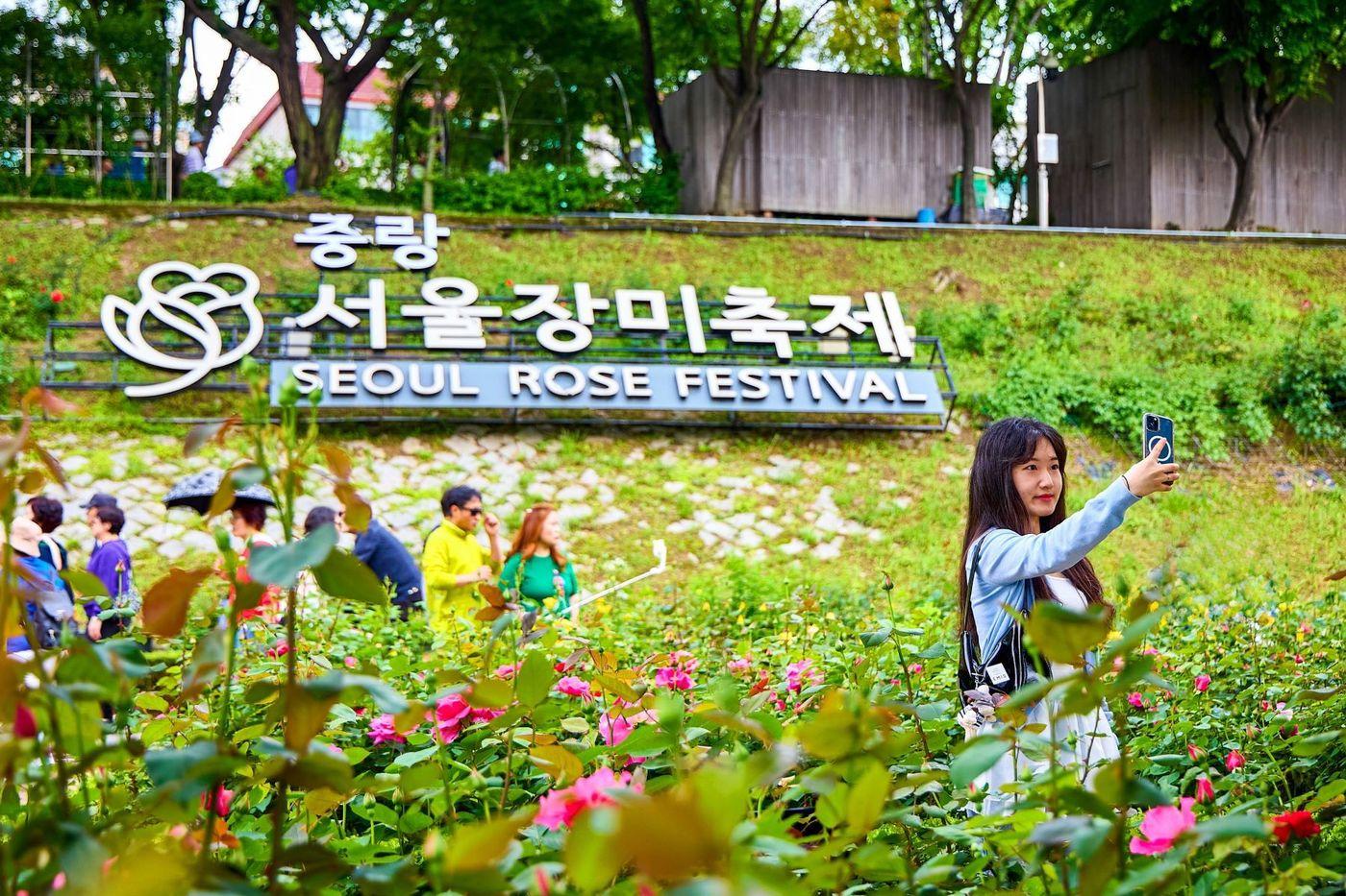 본문 이미지 - 제18회 중랑 서울장미축제