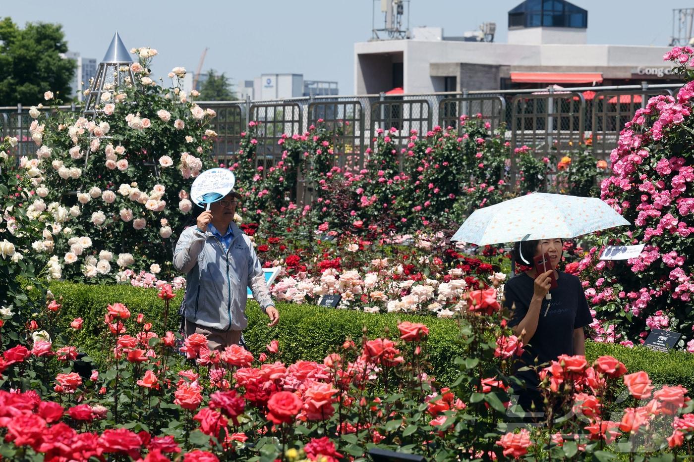 본문 이미지 - 15일 오후 조선대학교 장미공원에서 시민들이 장미들을 보며 걷고있다. ⓒ 뉴스1 조수민 수습기자