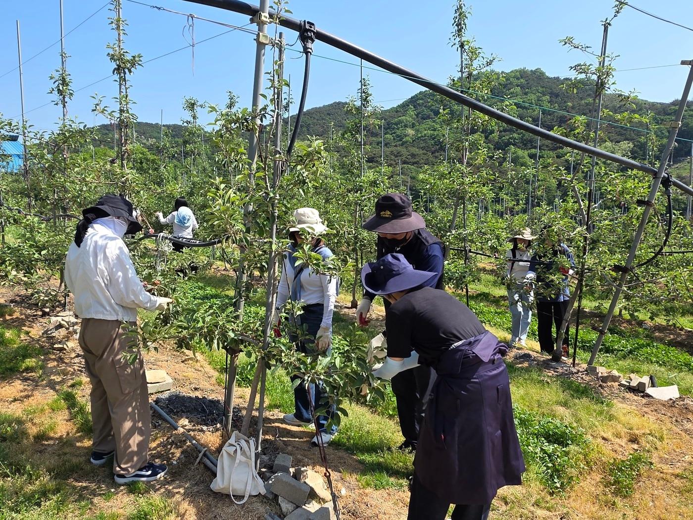 본문 이미지 - 충남도 대변인실 직원들이 예산 한 사과 농장서 일손 돕기에 나서고 있다.(도 제공. 재판매 및 DB금지)/뉴스1
