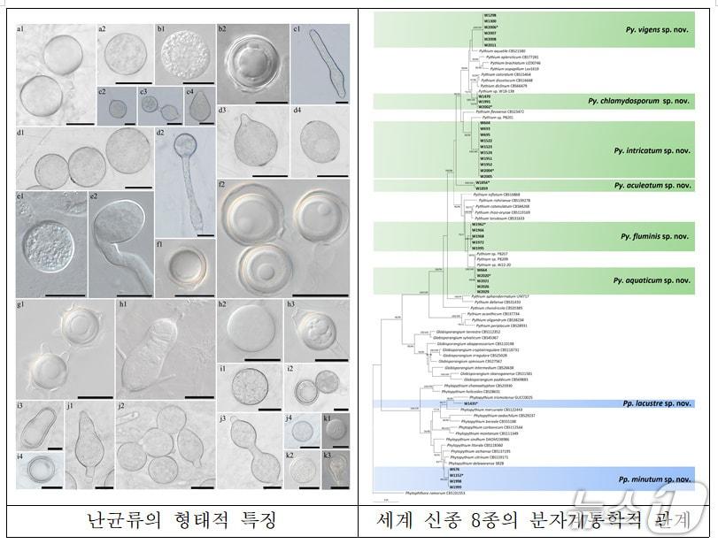 본문 이미지 - 국립군산대 연구진, 담수 난균류 다양성·분류·생태 연구로 세계적 권위 학술지에 게재됐다./뉴스1