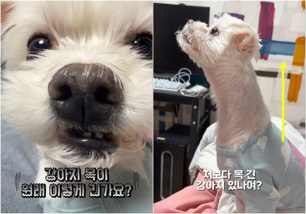 본문 이미지 - 남다른 목 길이로 SNS에서 주목받은 '두부'(인스타그램 soondubu.kr 제공) ⓒ 뉴스1